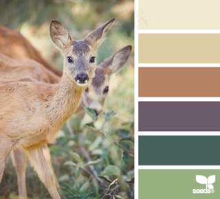 动物配色色卡色彩搭配