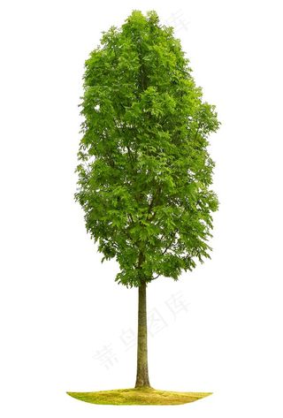 茂密的松树素材高清图片