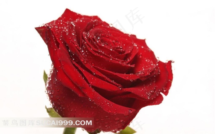 一朵带着水珠的红色玫瑰花