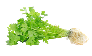 芹菜 (4)超市商品白底图免抠实物摄影png格式图片透明底