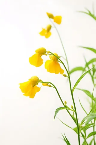 花朵黄色简约背景