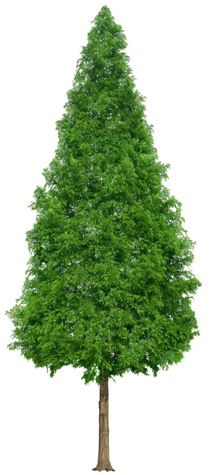 高清树木素材 免抠PSD植物素材 美术绘画园林贴图 树草灌木花草