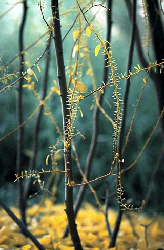 藤曼森林里面藤曼特写昏暗