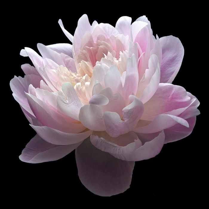 粉色芍药鲜花图片
