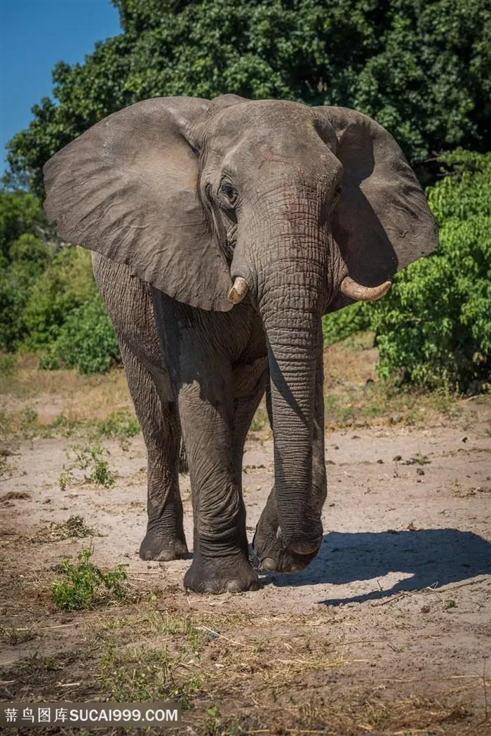 野生动物阳光下的泰国大象图片
