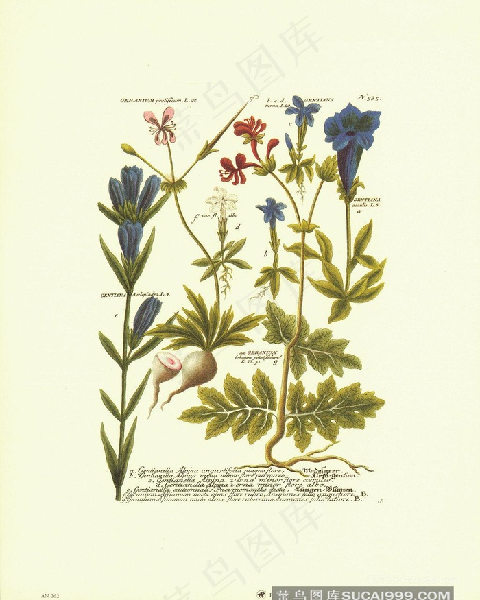 绿叶唯美花卉高清插画