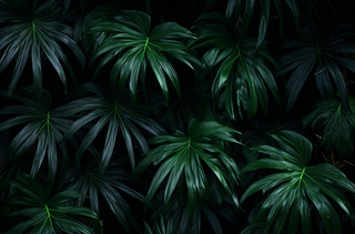 黑暗下的绿色植物叶子摄影图