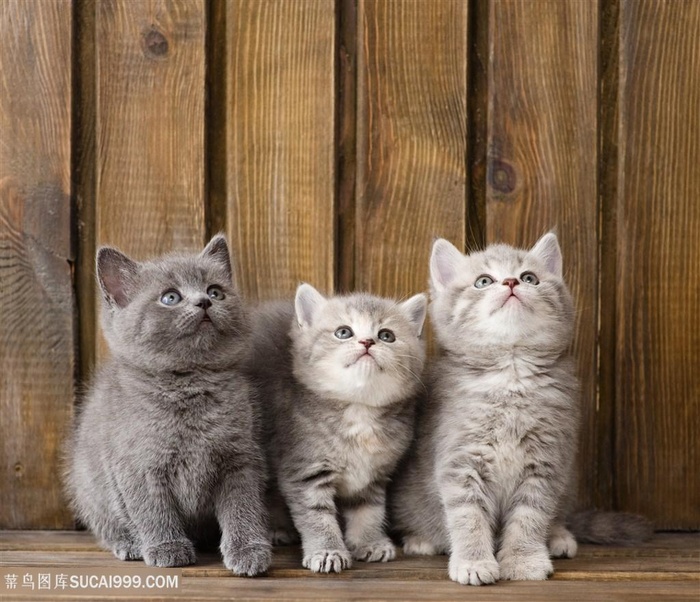 三只可爱的小猫咪图片