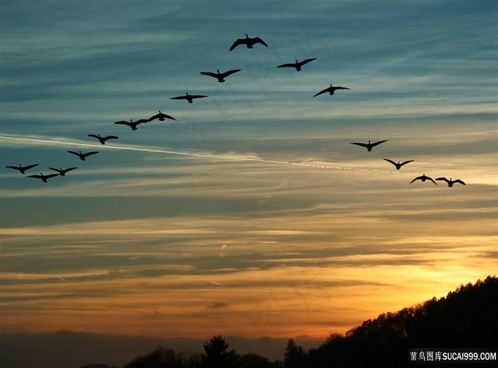 天空中飞翔的大雁
