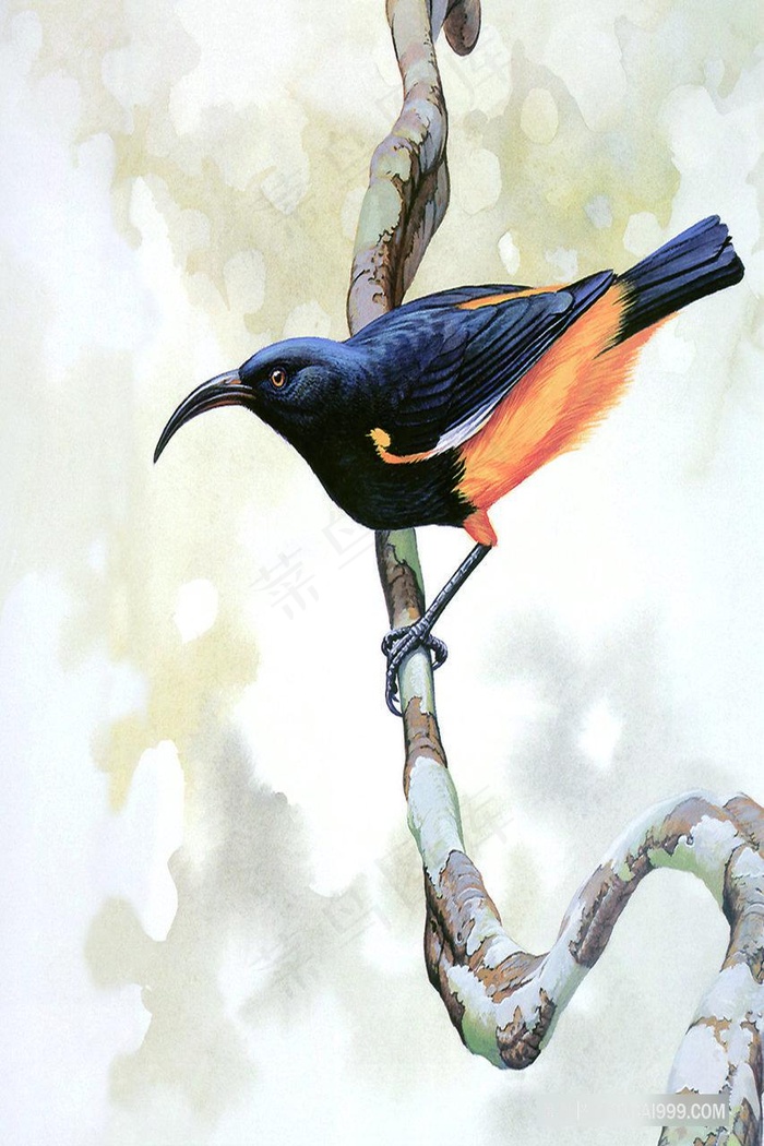 树枝鸟唯美插画