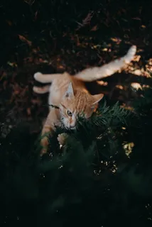 可爱橘色短毛猫图片 可爱橘色短毛猫图片
