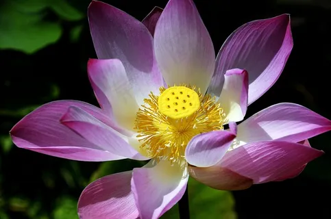 粉色莲花开花图片 粉色莲花开花图片