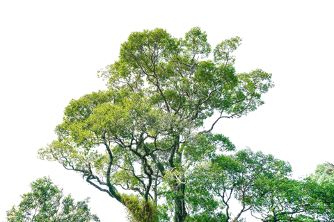 立面树绿色树木植物元素素材 高清免扣PNG