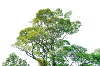 立面树绿色树木植物元素素材 高清免扣PNG