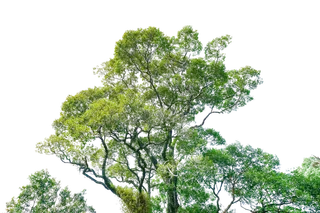 立面树绿色树木植物元素素材 高清免扣PNG