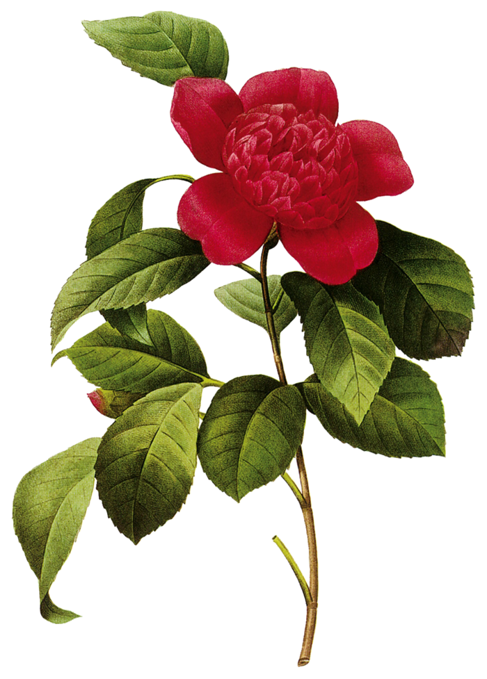 鲜花玫瑰免扣素材
