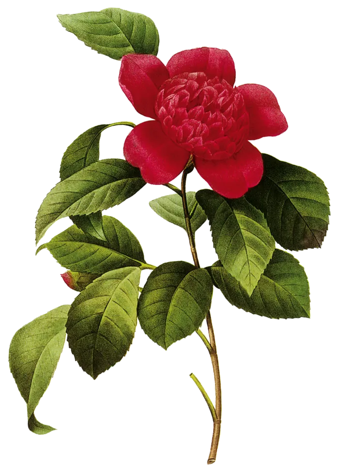 鲜花玫瑰免扣素材
