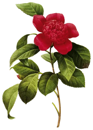 鲜花玫瑰免扣素材