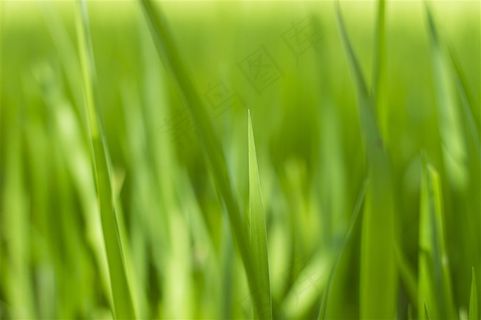 绿色渐变虚化小草植物背景高清图片