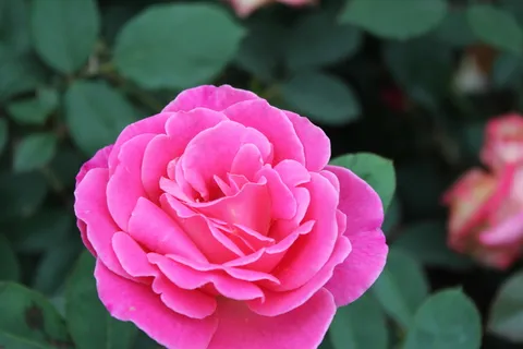 唯美山茶花图片 唯美山茶花图片