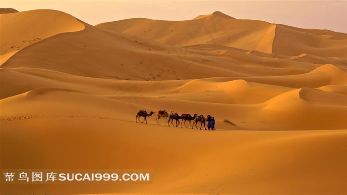 沙漠中的骆驼队伍