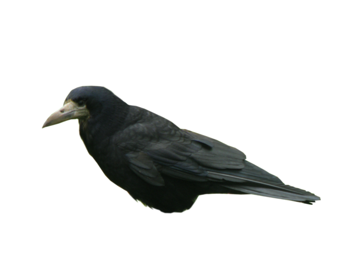 乌鸦动物园动物设计素材森林野生