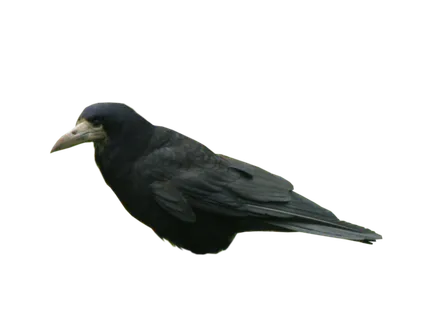 乌鸦动物园动物设计素材森林野生