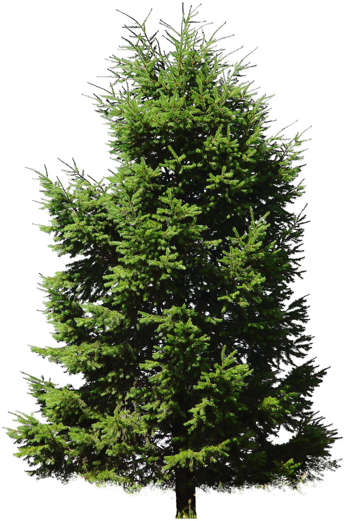 高清树木素材 免抠PSD植物素材 美术绘画园林贴图 树草灌木花草