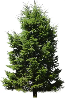 高清树木素材 免抠PSD植物素材 美术绘画园林贴图 树草灌木花草