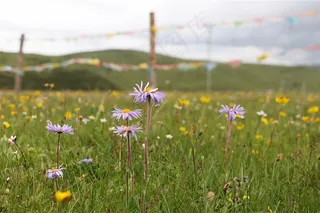 野外紫色小野花微距摄影图片