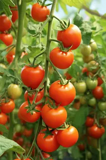 a close up of a bunch of tomatoes on a plant, a digital rendering by Julian Hatton, pixabay, bauhaus, tomatoes hanging on branches, tomatoes, forest gump tomato body 