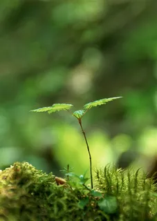 森林树木景观摄影图片 森林树木景观摄影图片