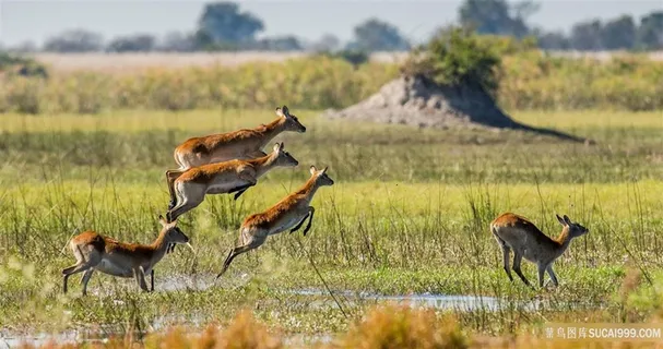 奔跑中的野生动物 奔跑中的野生动物