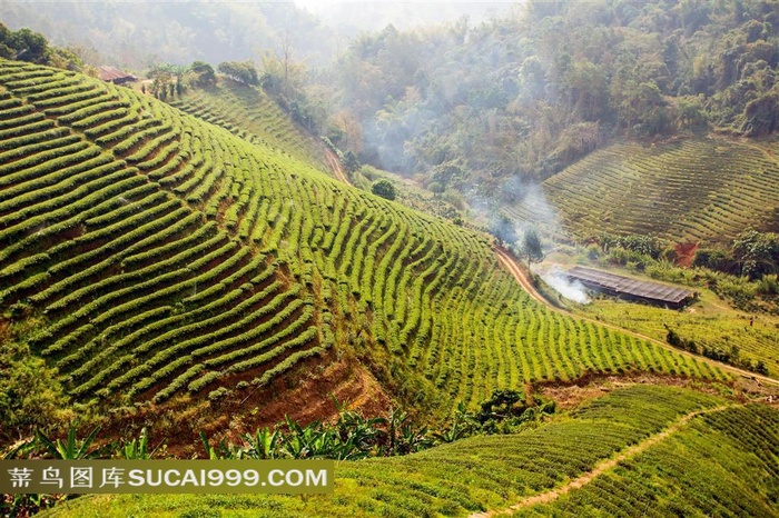 在山坡上的茶叶种植园摄影高清图片