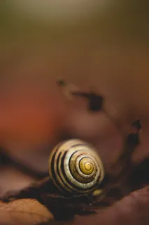 树枝上小蜗牛图片