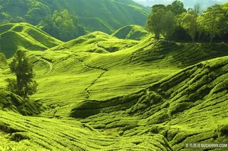 绿色山岭风景图片