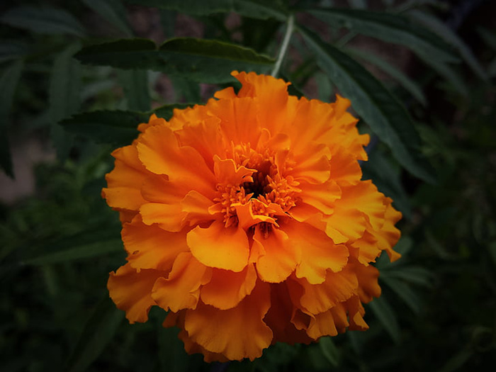 花朵 花束 植物 素材 (178)