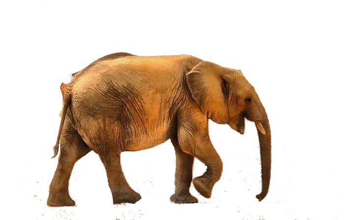 大象素材动物