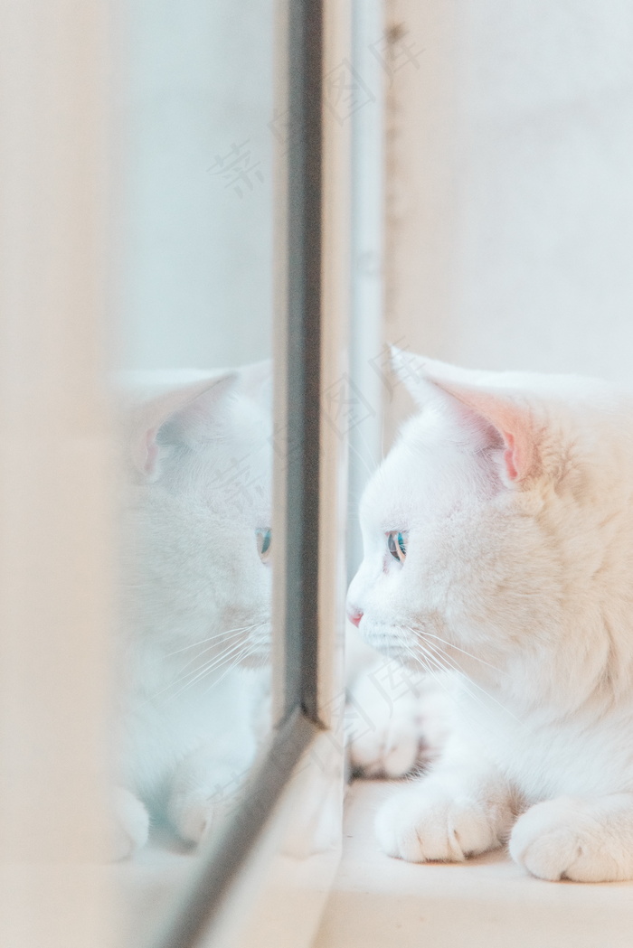 可爱白色猫咪萌宠图片
