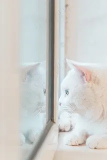 可爱白色猫咪萌宠图片 可爱白色猫咪萌宠图片
