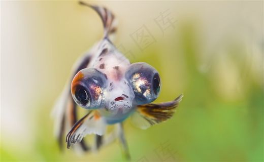 高清晰金鱼眼睛壁纸