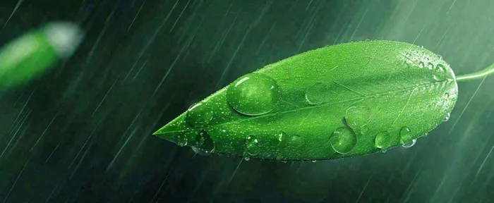 春天下雨天树叶草叶上的露珠水珠，谷雨雨水摄影图(1712x704)
