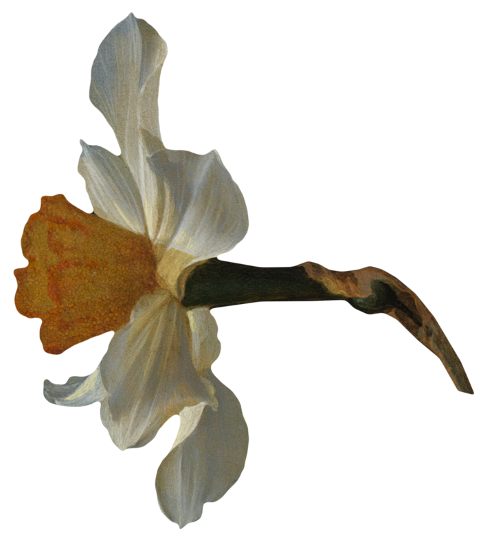 复古油画质感宫廷花卉植物花朵鲜花拼贴图案PNG免抠图片设计素材