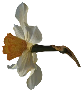 复古油画质感宫廷花卉植物花朵鲜花拼贴图案PNG免抠图片设计素材