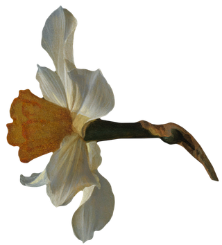 复古油画质感宫廷花卉植物花朵鲜花拼贴图案PNG免抠图片设计素材