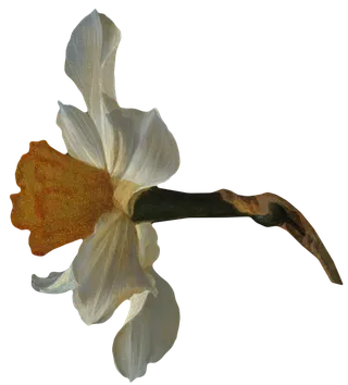 复古油画质感宫廷花卉植物花朵鲜花拼贴图案PNG免抠图片设计素材