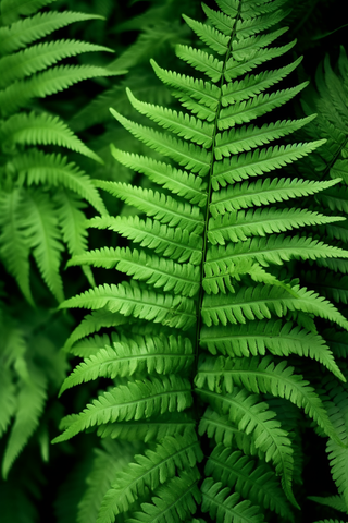 蕨类植物绿叶摄影图