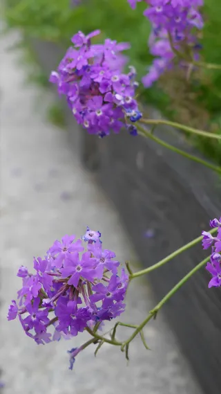 路边唯美紫色小花