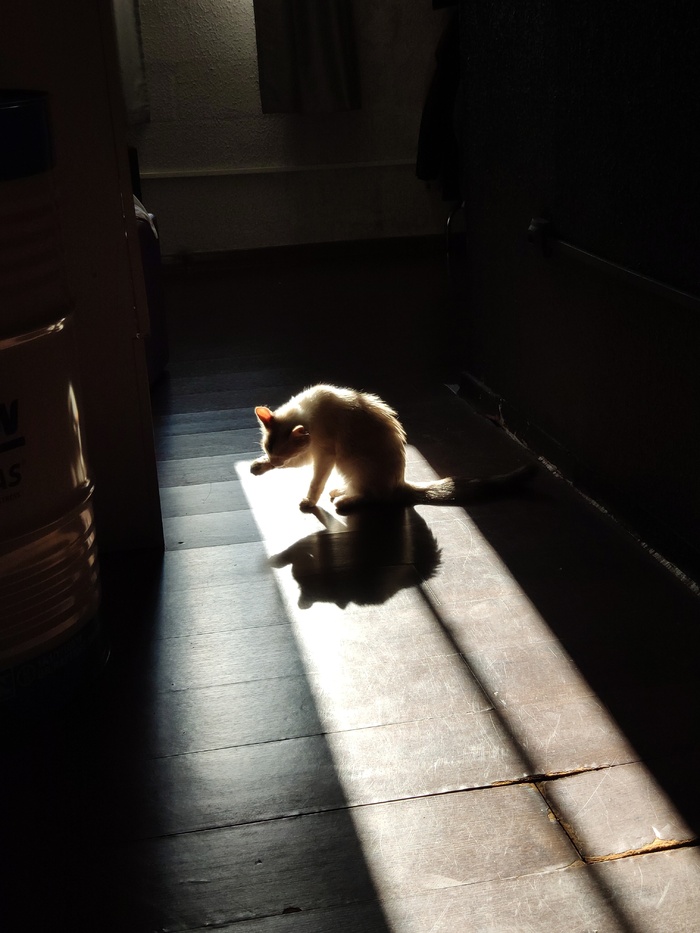 可爱猫咪猫猫摄影素材