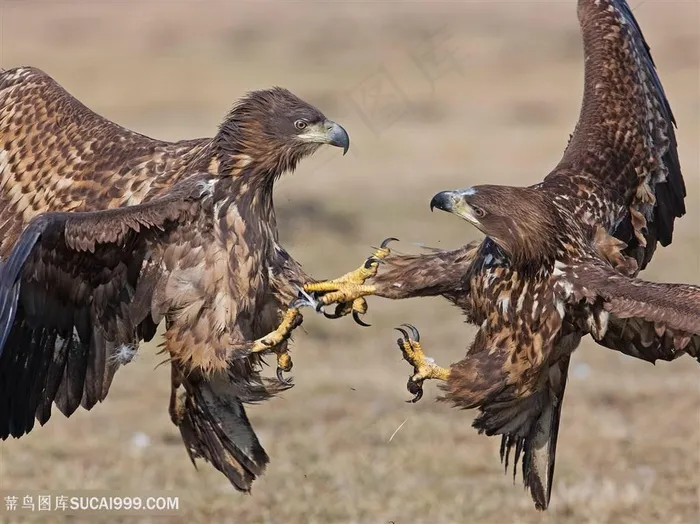 打架的黑色老鹰图片鸟图片